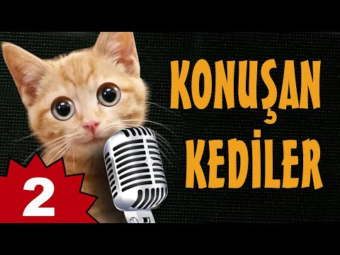 Konusan Kediler 2 En Komik Kedi Videolari Youtube