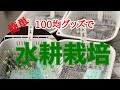 【100均グッズで簡単野菜作り】初心者でも簡単にできる水耕栽培！
