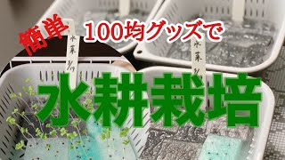 【100均グッズで簡単野菜作り】初心者でも簡単にできる水耕栽培！