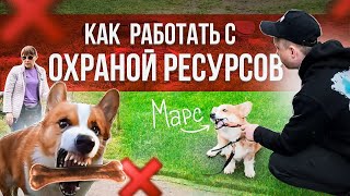 ПИЩЕВАЯ АГРЕССИЯ У КОРГИ МАРС | 3 простых упражнения для коррекции