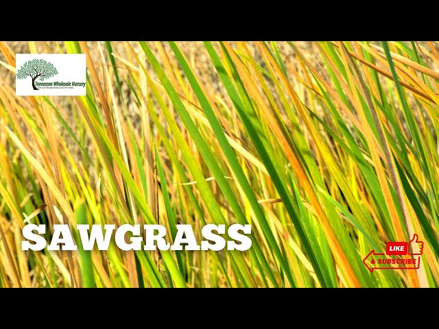 mse。ウッドブロンド,saw grass ,Fresh Pear SAWGRASS- TN NURSERY - YouTube
