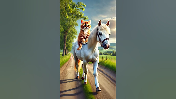 The Story of the Yellow Kitten: From Victim to Champion! #school#motivation#cat #respect
