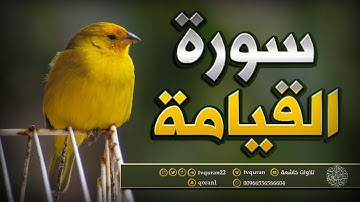 سورة القيامة سبحان من رزقه هذا الصوت القارئ المبدع  سلمان العتيبي