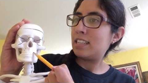 Axial Skeleton (bone video)- Part 2