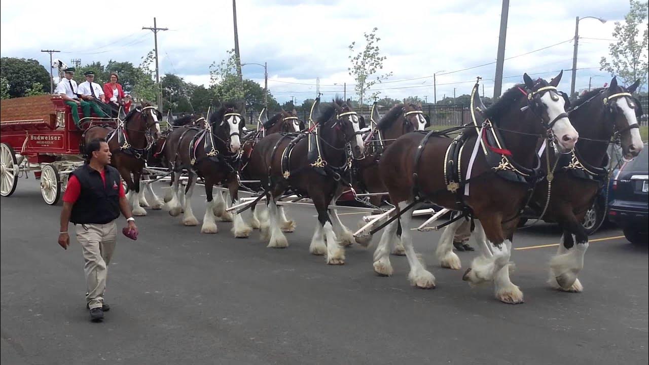 budweiser-clydesdale-pt-2-july-28th-at-meijer-s-in-detroit-youtube