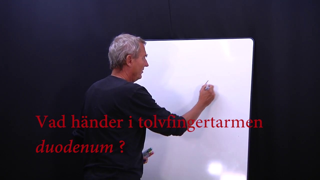 Matspjälkning del 7 (13)