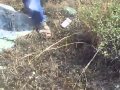 AKREP NASIL YAKALANIR AKREP AVLAMAK, AKREP KAPANI, AKREP TUZAĞI AKREP TUTMA