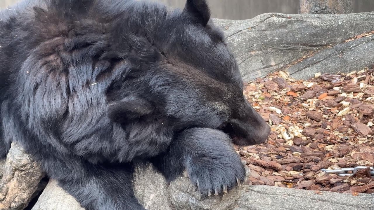 爆睡中ツキノワグマさん【‎2025年‎10月29日】【上野動物園】 - YouTube