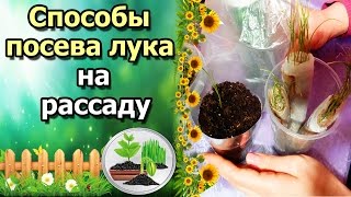 СПОСОБЫ И СРОКИ ПОСЕВА ЛУКА НА РАССАДУ. ЧЕРНУШКА В САМОКРУТКЕ, ТОНКОСТИ ПИКИРОВКИ. СПОСОБЫ И СРОКИ ПОСЕВА ЛУКА НА РАССАДУ. ЧЕРНУШКА В САМОКРУТКЕ, ТОНКОСТИ ПИКИРОВКИ.