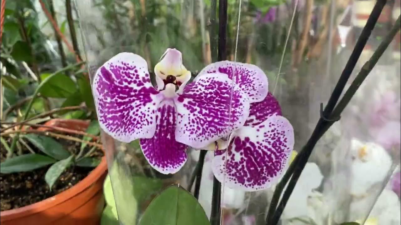 Орхидеи фаленопсисы в тц Материк 🌸 Биглипы, мультифлоры, парфюмерные ...
