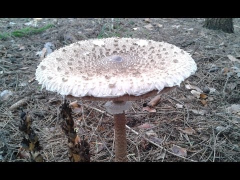 Гриб зонт. Съедобные грибы