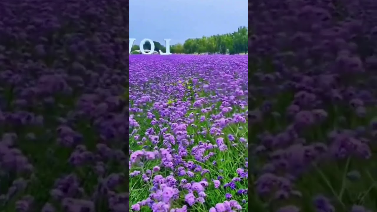 Mere Desh Mein mehmanon ko ko Bhagwan Kaha jata hai