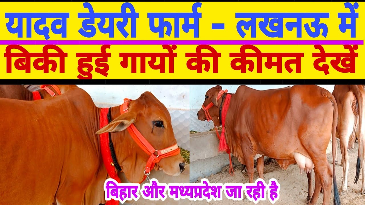 Top quality sahiwal cow cheap price/yadav dairy farm lucknow/dairy farm ...