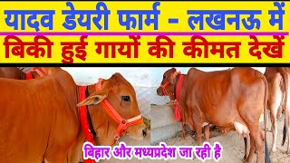 Top quality sahiwal cow cheap price/yadav dairy farm lucknow/dairy farm karnal/dairy farm up