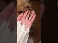 トイプードル 人懐っこい元気な男の子