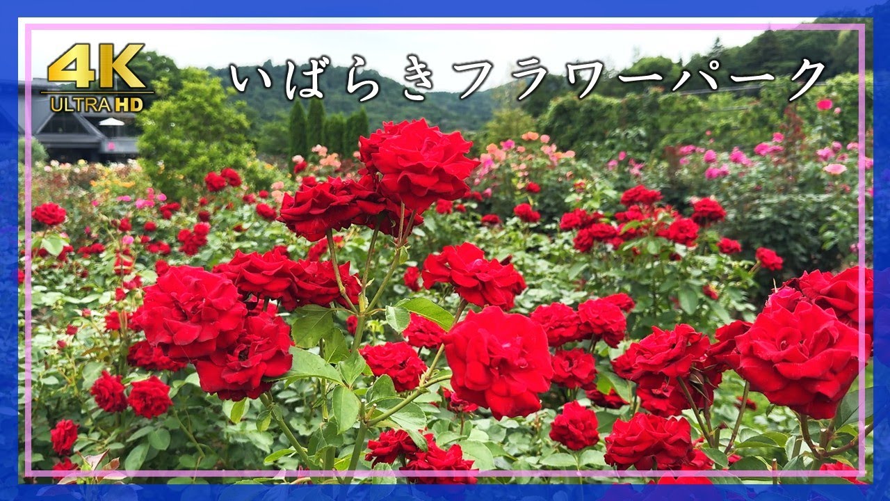 2025年6月13日 いばらきフラワーパーク（茨城県）🌹春バラ終盤／咲き