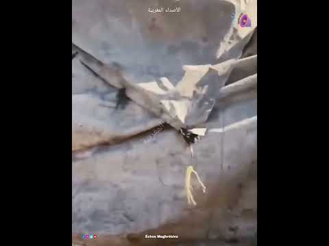 شوفوا هاذ الثور الاي طله ليه الدم أش دار في السوق