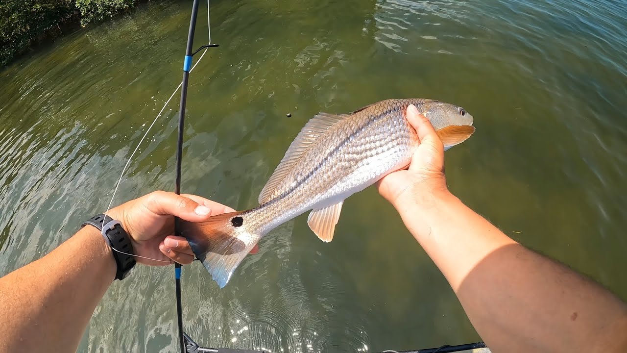 Catching Red fish on live shrimp at Cockroach Bay! - YouTube