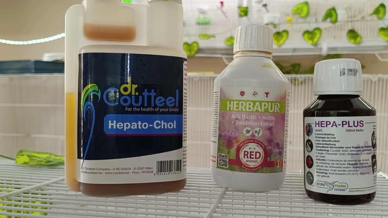 كيف تختار منتوج لصحة كبد طيورك