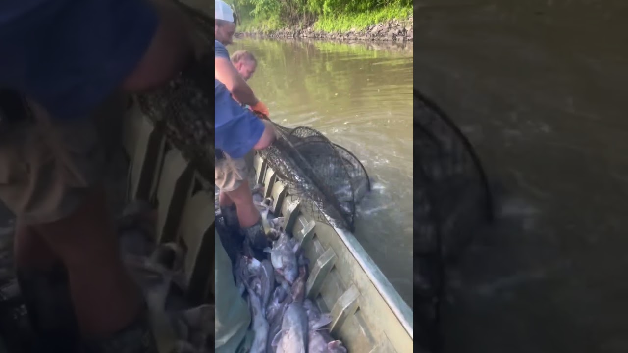 Hoop net full of catfish 