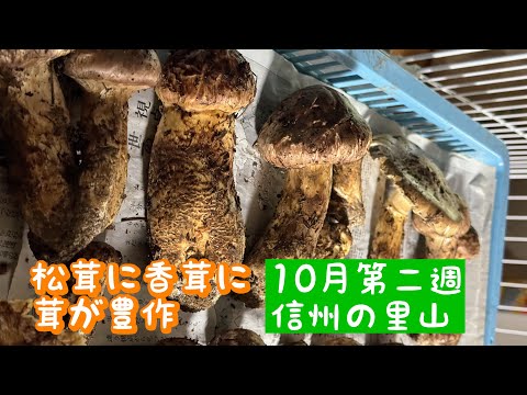 天然きのこ57香茸(恐らく当方での最後の香茸) 天然きのこ57香茸(恐らく当方での最後の香茸)