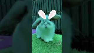 ファンキー・バニー・ベイビー/Funky Bunny Baby