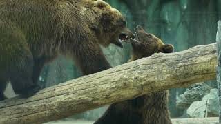 Behavioral Difference of Captive and Wild Mammals