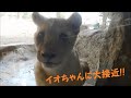 【ライオン】ライオン親子に大接近♪　2021/2/12　とべ動物園