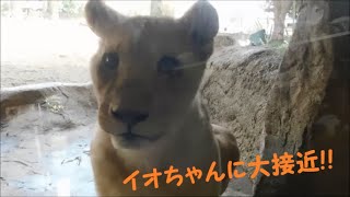 【ライオン】ライオン親子に大接近♪　2021/2/12　とべ動物園