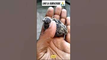 Day by Day Growing Bird | Timelapse #shorts #timelapse #birds #daybyday #shortsfeed #youtubeshorts