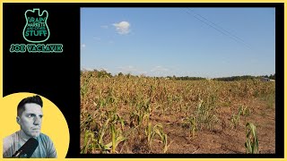 "Looming Corn SHORTAGE"