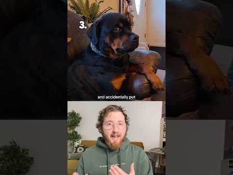 My Top 5 Favorite Dogs of the Year!