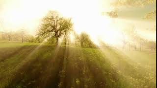 Sun rays. sunbeam. trees silhouette background | Video Effects