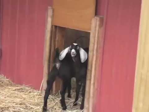 goat sounds in my yard goat sounds in my yard