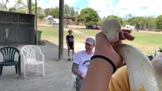 Albino Darwin Python Yawn