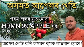 অসমত আপেল খেতি।আপেলৰ খেতিত অসমৰ কৃষক লাভৱান হবনে? HRMN 99 Apple Farming Assam | Apple Farm in Assam