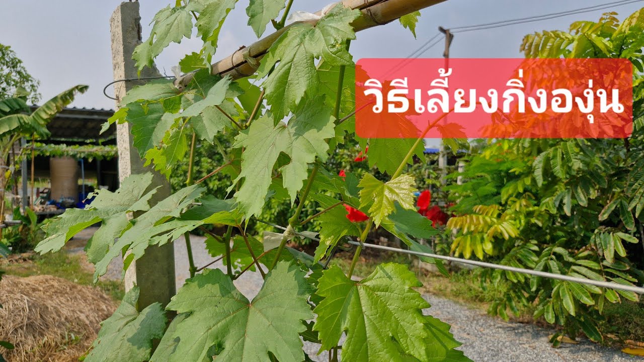 วิธีเลี้ยงกิ่งองุ่น #มือใหม่หัดปลูกองุ่น #เกษตรพอเพียง #เกษตรกรรมยั่งยืน #grape