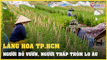Làng hoa TP.HCM: Người bỏ vườn từ sớm, người thấp thỏm lo âu | Vietnamnet