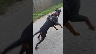 I forgot the name of this dance ? doberman lina original sound walk happy