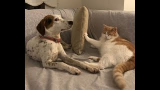 😺 Don't look at me! 🐶 Funny video with dogs, cats and kittens! 🐱