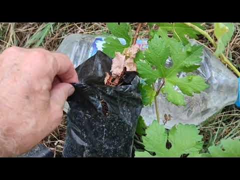 Домашнее вино из винограда. Узум сиркаси фото. Вино из винограда. Виноград кишмиш белый. Видео как делать виноград.