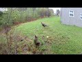 Wildlife visitors
