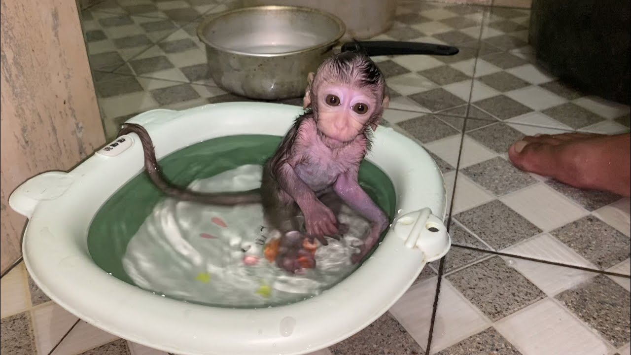 A STICKY, SMELLY BABY MONKEY RUBBS ITS BODY IN THE WATER - YouTube