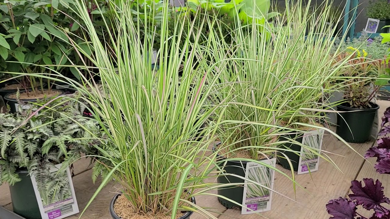 Calamagrostis 'Lightning Strike' (Reed Grass) // STRIKING, easy to grow, long season colorful