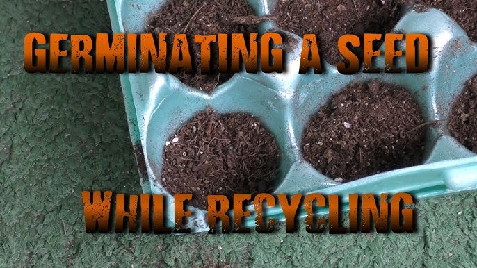 Germinate Seeds A Step-by-step Guide For 2024