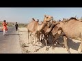 Camels in thar desert at different points  beautiful camel  thar wild life