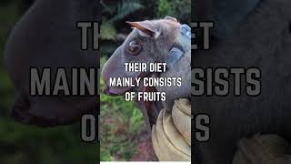 Meet The Hammer-Headed Bat The Unusual Giant Of The Skies