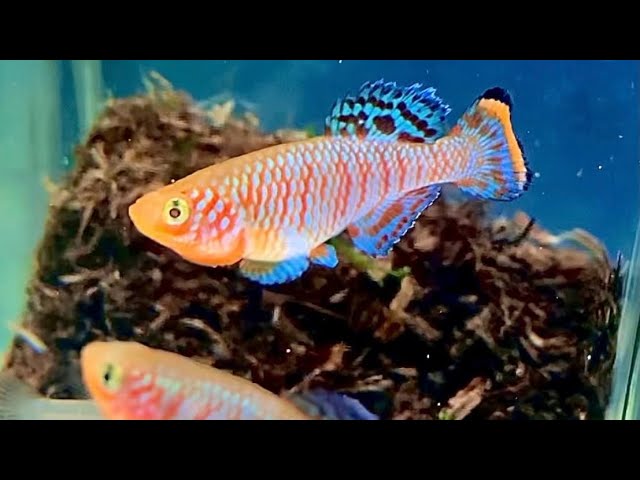 卵生メダカ ノソブランキウス ラコビーの餌やり動画 Killifish Nothobranchius Rachovii Shorts Youtube