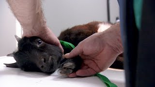 The Vets Aren't Kidding Around After This Baby Goat Was Kicked By A Horse