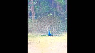 Peacock Dancing at Chitwan| #wildlife #youtubevideo #shorts #shortsfeed #shortsvideo